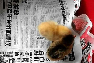 梦见蛋变成小鸡，梦见鸡蛋变小孩是什么意思