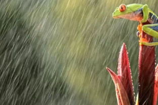 梦见雨水泛滥，梦见水,梦见雨