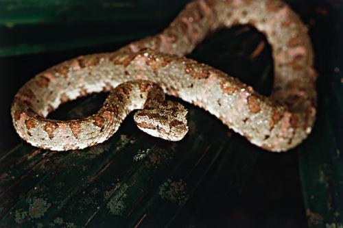 梦到蛇在墙上爬然后逃走预示着什么，梦到蛇在墙上爬什么意思