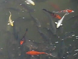 梦见投放鱼苗是什么意思，梦见自己投放鱼苗