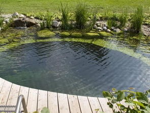 周公解梦水池满了很多鱼，梦见水池里满满的水是什么意思