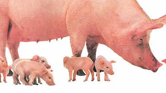 梦见猪变成羊什么寓意，梦见猪变成狗是吉是凶