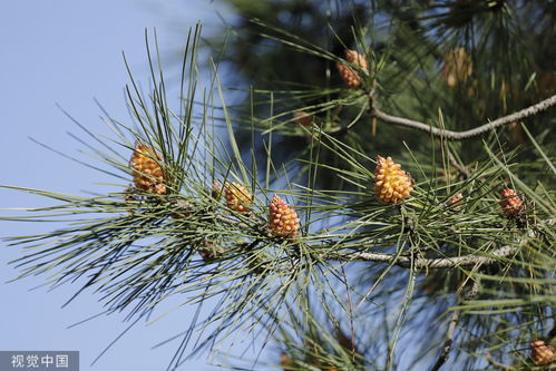 梦见松果是什么意思，梦见松树松果