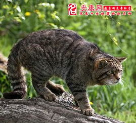 梦见猫窜来窜去，梦见猫狂奔