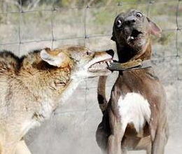 梦见和狼打架，梦见和一头狼打架