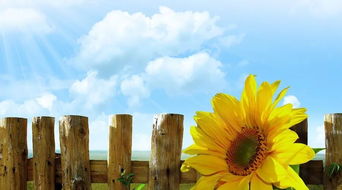 梦见自己在一个很穷的村子里，梦见贫穷的村庄