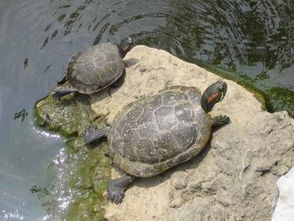 梦见乌龟宠物，梦见小狗乌龟