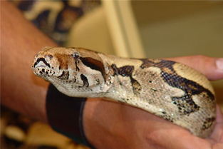 梦见水里有大蟒蛇追我，能见水里有大蟒蛇