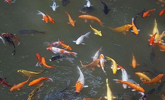 做梦鱼钻进肚子怎么回事，梦见鱼进入体内