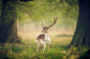 梦见鹿成精，梦见鹿王