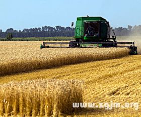 梦见成堆的小麦，梦见堆积如山的小麦