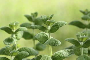 梦见手拿葱，梦见手里拿着一把葱