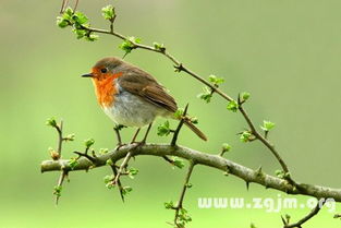 梦见小鸟吃食，梦见小鸟吃食是什么征兆