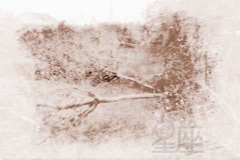 梦见树挡路，梦见大树挡道是什么意思?