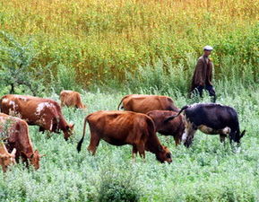 梦见象冢,梦见幻像
