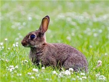 做梦抓兔子是什么运气，做梦抓兔子是什么意思