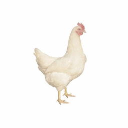 女人梦见白鸡什么兆头，女人梦见白鸡是胎梦吗