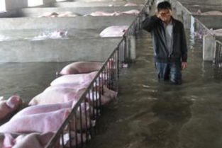 梦见自己掉进猪圈里又爬出来了，梦见自己掉进了猪圈