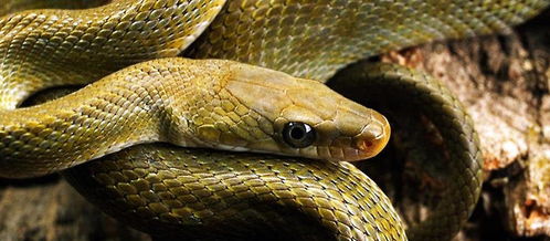 梦到碗里有蛇头什么预兆，梦到碗里有蛇又给跑了什么意思