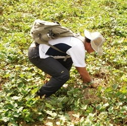 梦见偷地瓜是什么预兆，梦见自己偷地瓜被追赶