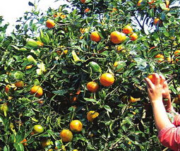 梦见桔子开花什么意思，梦见桔子树开很多白花好不好