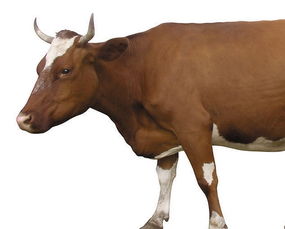 梦见一匹公马是什么意思，梦见一匹马在奔跑是什么意思