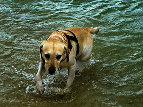 做梦梦见大海还有狗，梦见狗在海里游泳是什么意思