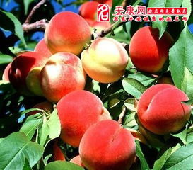 梦见好多桃子又大又红是胎梦吗，梦见好多桃子又大又红吃