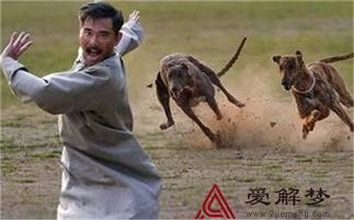 梦见好多狼狗是什么意思，做梦梦到好多大狼狗