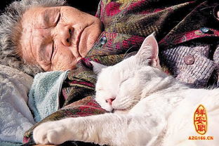 周公解梦收养流浪猫，周公解梦收养一只猫