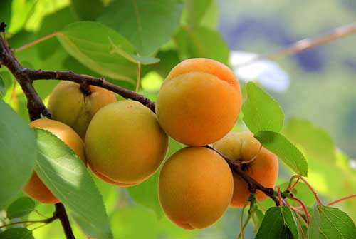 梦见偷吃杏，梦见偷杏吃是什么预兆