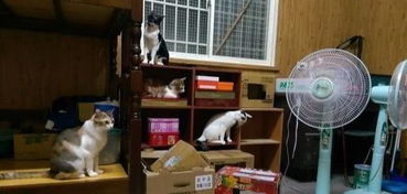 梦见捡纸壳子，梦到捡纸板