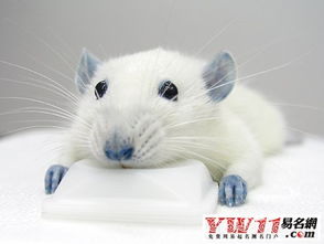 梦见好多小老鼠爬到自己身上,女人梦见好多小老鼠