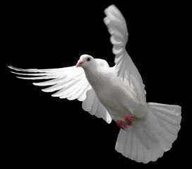 梦鸽子什么意思,梦里梦到鸽子