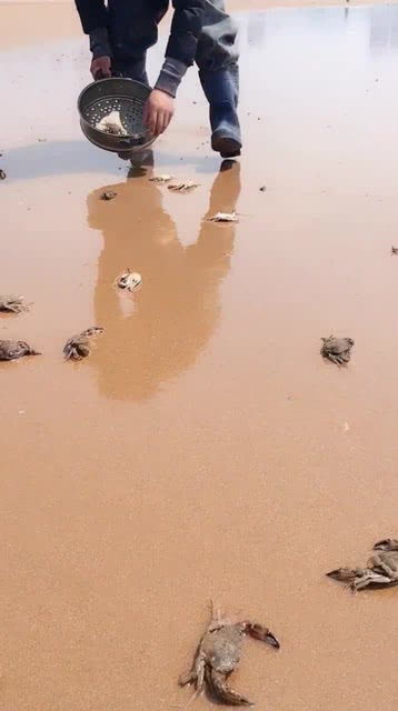 梦到赶海捡了好多螃蟹，梦见赶海捡各种海鲜