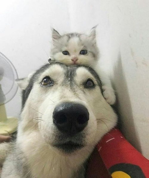 梦到猫趴在头上,梦见猫在头顶上来回走动