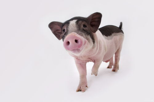 梦到猪什么意思周公解梦，梦到猪是怎么回事?