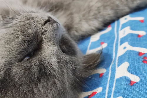 女人梦见身上沾屎预兆什么,梦见粑粑沾身