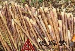 梦见捡笋子，梦见去拔笋