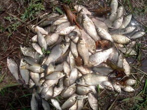 梦到好多鱼解梦女人，梦见好多鱼周公解梦