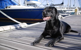 梦到小黑狗咬我手啥意思，梦到小黑狗咬我