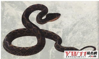 梦见被蛇咬破衣服，梦见蛇咬住自己的衣服是怎么回事