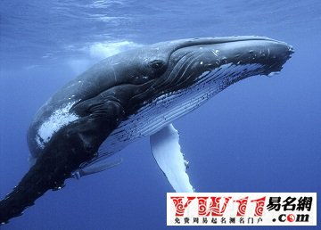 梦见鲸鱼追我，梦见鲸鱼跃出水面追我