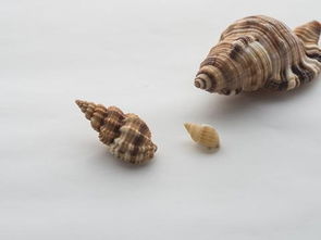 做梦梦见买田螺,梦见买田螺丝