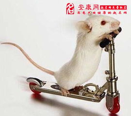 梦见书被老鼠咬的稀烂，梦见老鼠咬柜子