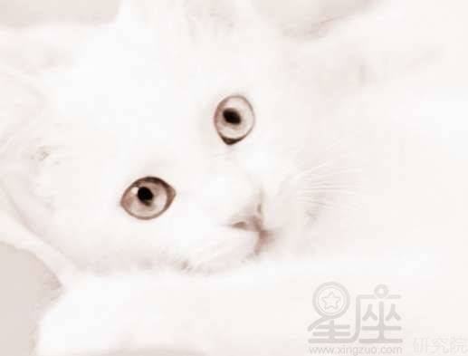 做梦梦到一只白猫来到我家,做梦梦到一只白猫咬我