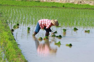 梦见扯秧栽秧，梦见移秧苗什么意思