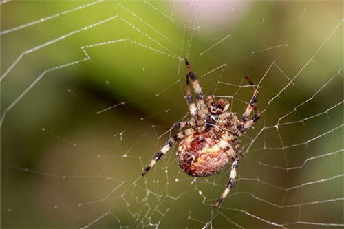 梦见蜘蛛和蛇,梦见蜘蛛和蛇是什么预兆