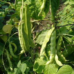 梦见摘不完的豆角,本命年梦见摘豆角