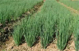 梦到香葱和花生什么意思，梦见种葱